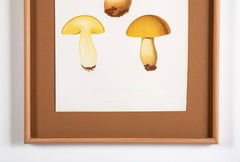 10 Chromolithograph Plates of Fungi by Swedish Botanist Elias Magnus Fries - Priced Individually at $950 EACH