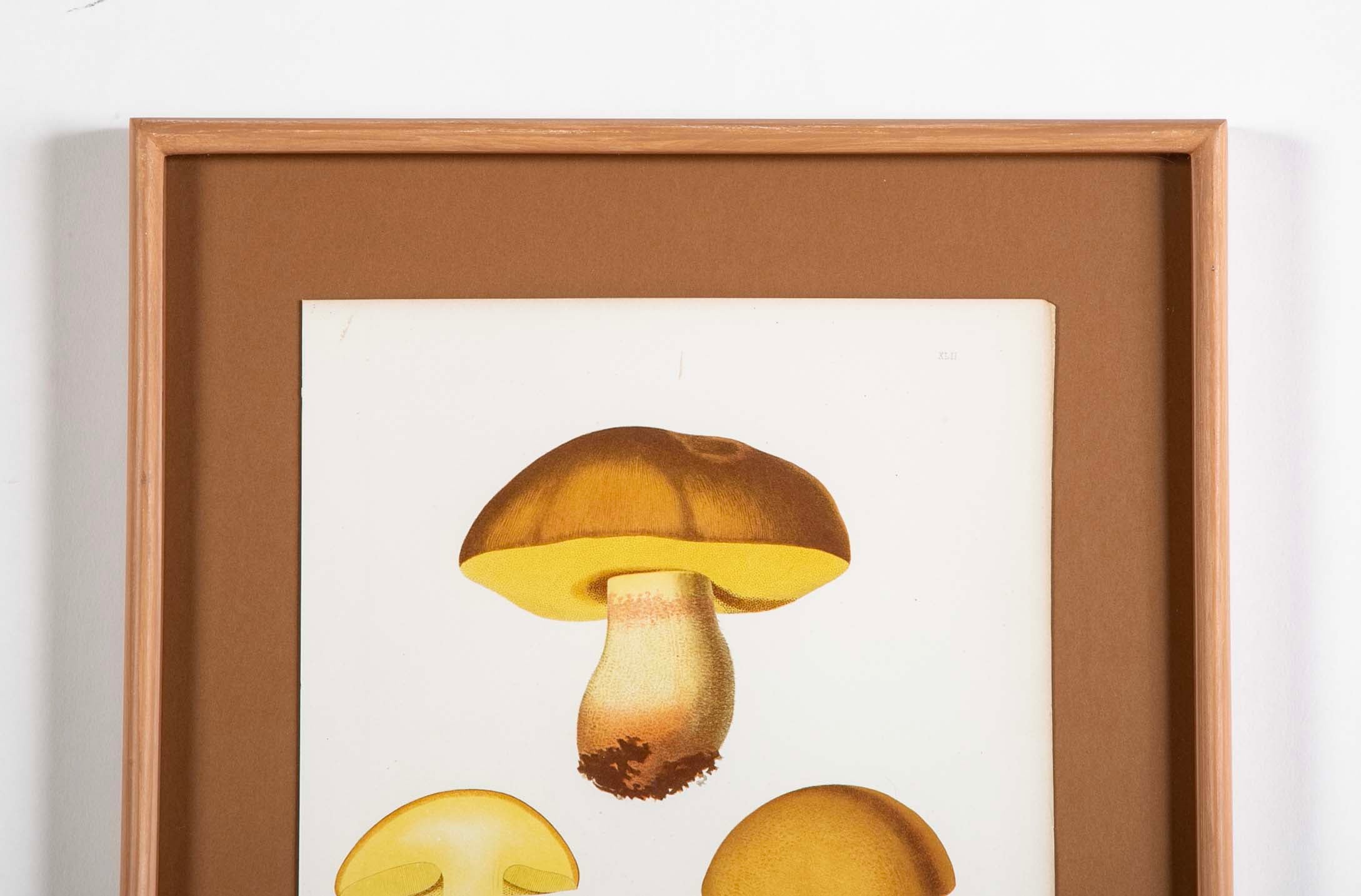 10 Chromolithograph Plates of Fungi by Swedish Botanist Elias Magnus Fries - Priced Individually at $950 EACH