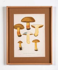 10 Chromolithograph Plates of Fungi by Swedish Botanist Elias Magnus Fries - Priced Individually at $950 EACH