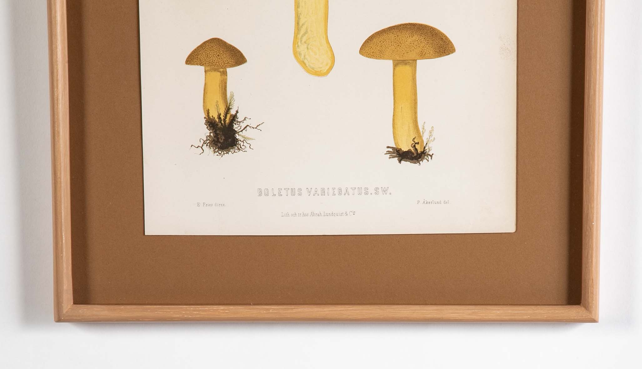 10 Chromolithograph Plates of Fungi by Swedish Botanist Elias Magnus Fries - Priced Individually at $950 EACH