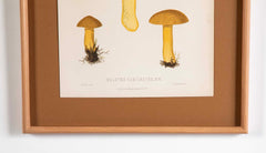 10 Chromolithograph Plates of Fungi by Swedish Botanist Elias Magnus Fries - Priced Individually at $950 EACH