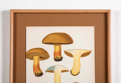 10 Chromolithograph Plates of Fungi by Swedish Botanist Elias Magnus Fries - Priced Individually at $950 EACH