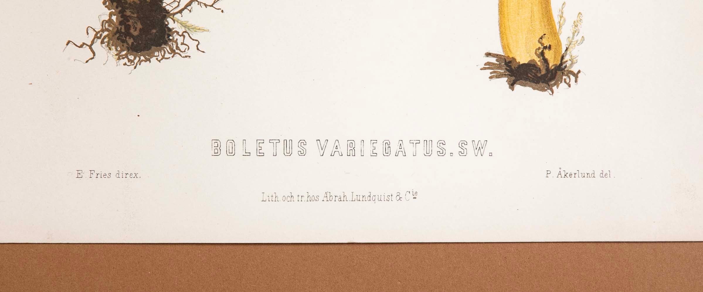 10 Chromolithograph Plates of Fungi by Swedish Botanist Elias Magnus Fries - Priced Individually at $950 EACH