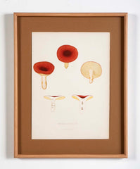 10 Chromolithograph Plates of Fungi by Swedish Botanist Elias Magnus Fries - Priced Individually at $950 EACH