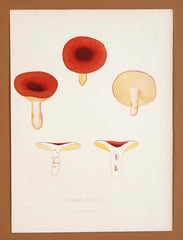 10 Chromolithograph Plates of Fungi by Swedish Botanist Elias Magnus Fries - Priced Individually at $950 EACH