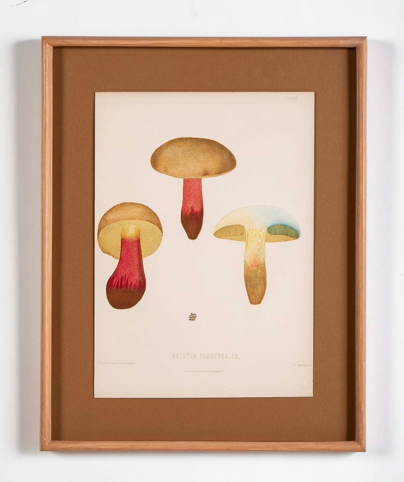 10 Chromolithograph Plates of Fungi by Swedish Botanist Elias Magnus Fries - Priced Individually at $950 EACH