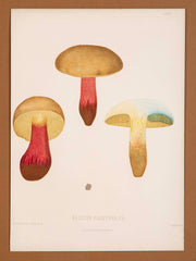 10 Chromolithograph Plates of Fungi by Swedish Botanist Elias Magnus Fries - Priced Individually at $950 EACH