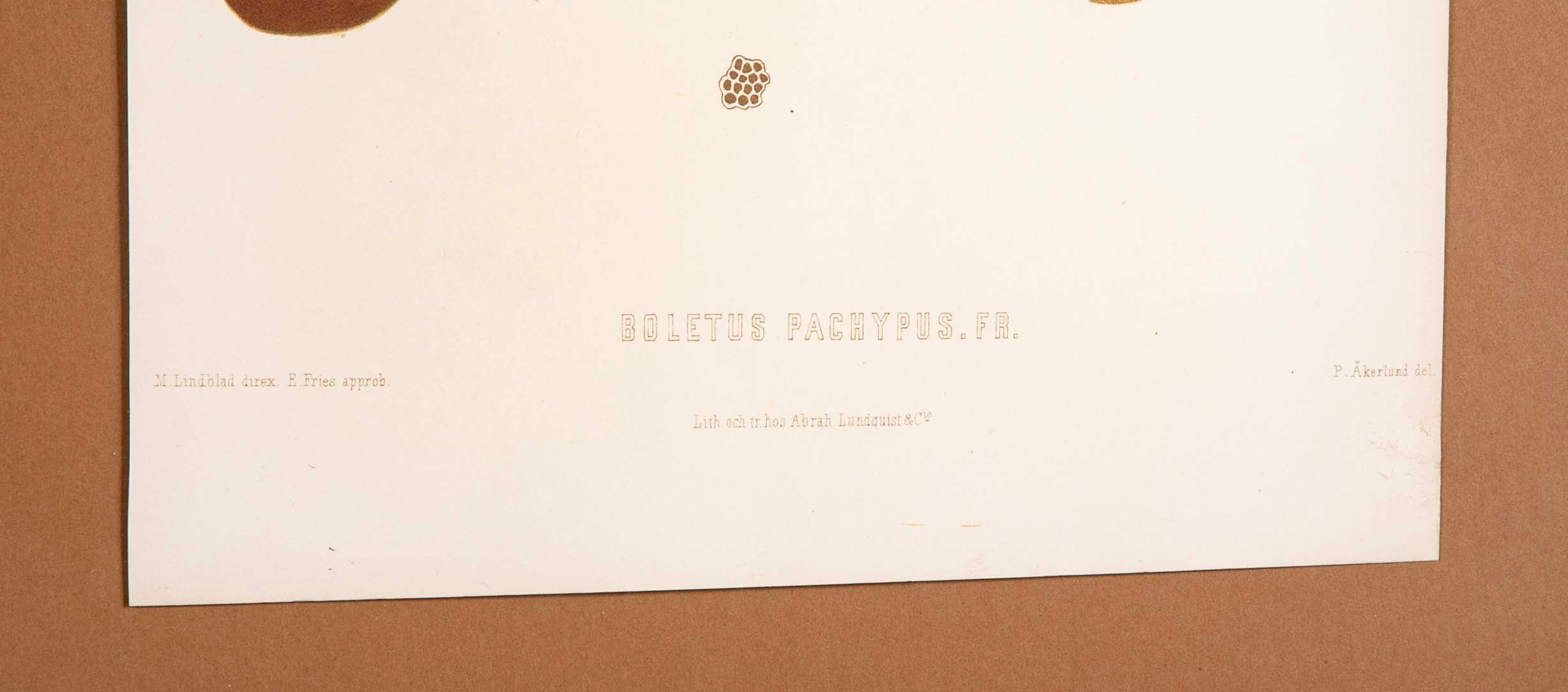 10 Chromolithograph Plates of Fungi by Swedish Botanist Elias Magnus Fries - Priced Individually at $950 EACH