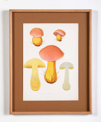 10 Chromolithograph Plates of Fungi by Swedish Botanist Elias Magnus Fries - Priced Individually at $950 EACH