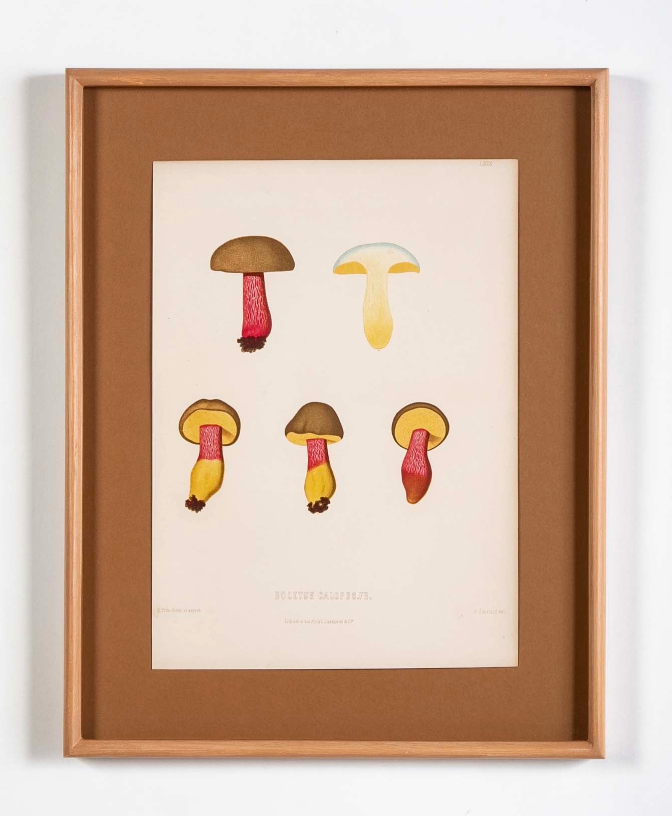 10 Chromolithograph Plates of Fungi by Swedish Botanist Elias Magnus Fries - Priced Individually at $950 EACH