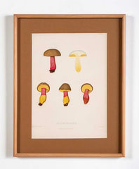 10 Chromolithograph Plates of Fungi by Swedish Botanist Elias Magnus Fries - Priced Individually at $950 EACH
