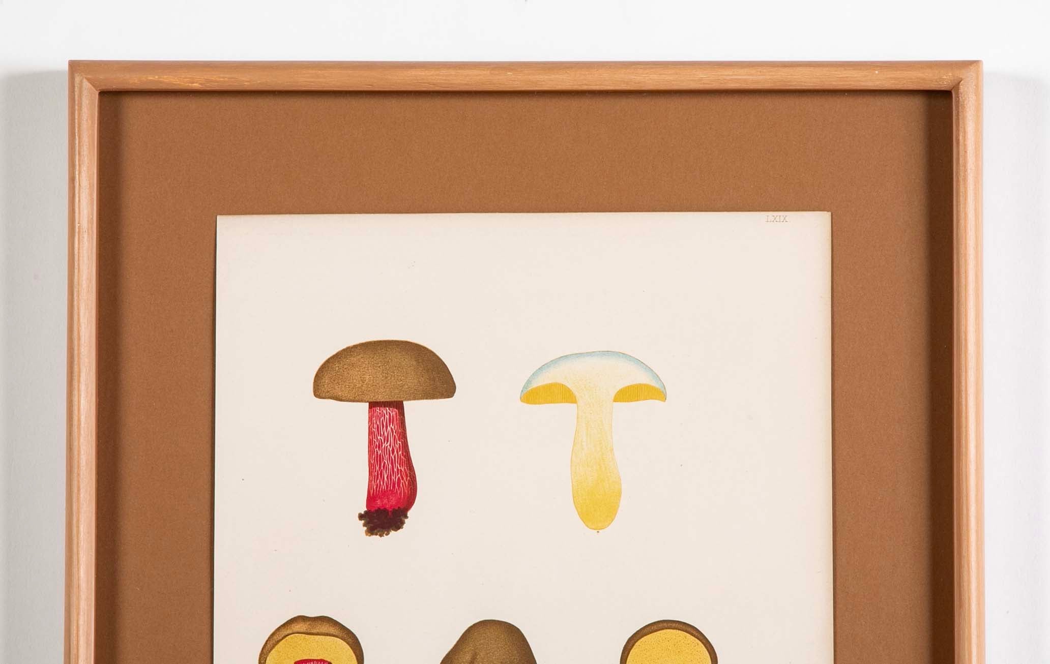 10 Chromolithograph Plates of Fungi by Swedish Botanist Elias Magnus Fries - Priced Individually at $950 EACH
