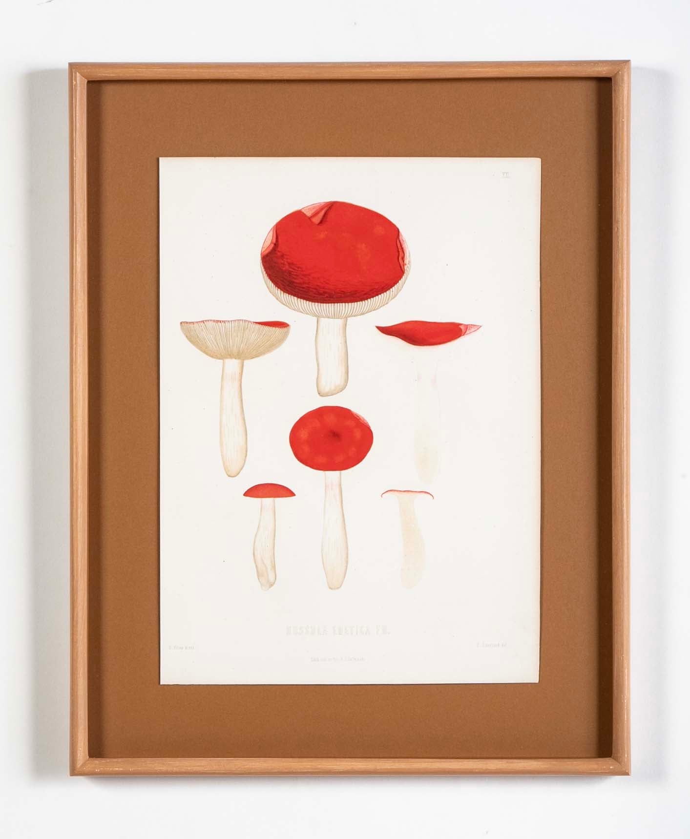 10 Chromolithograph Plates of Fungi by Swedish Botanist Elias Magnus Fries - Priced Individually at $950 EACH