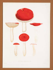 10 Chromolithograph Plates of Fungi by Swedish Botanist Elias Magnus Fries - Priced Individually at $950 EACH