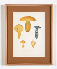 10 Chromolithograph Plates of Fungi by Swedish Botanist Elias Magnus Fries - Priced Individually at $950 EACH