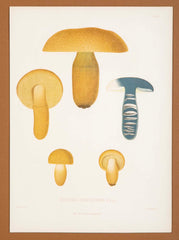10 Chromolithograph Plates of Fungi by Swedish Botanist Elias Magnus Fries - Priced Individually at $950 EACH