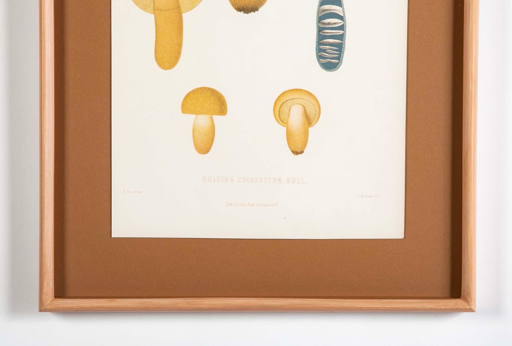 10 Chromolithograph Plates of Fungi by Swedish Botanist Elias Magnus Fries - Priced Individually at $950 EACH