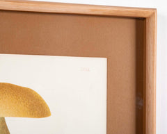 10 Chromolithograph Plates of Fungi by Swedish Botanist Elias Magnus Fries - Priced Individually at $950 EACH