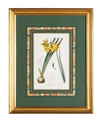 Botanical Print of a Flower by French Naturalist Painter Pancrace Bessa ( 1772 - 1846 )