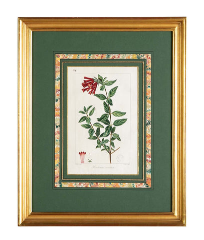Botanical Print of a Flower by French Naturalist Painter Pancrace Bessa ( 1772 - 1846 )