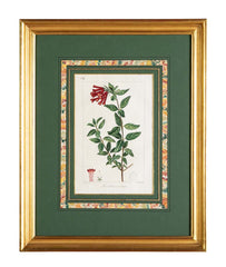 Botanical Print of a Flower by French Naturalist Painter Pancrace Bessa ( 1772 - 1846 )