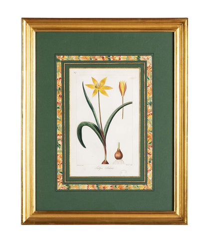 Botanical Print of a Flower by French Naturalist Painter Pancrace Bessa ( 1772 - 1846 )