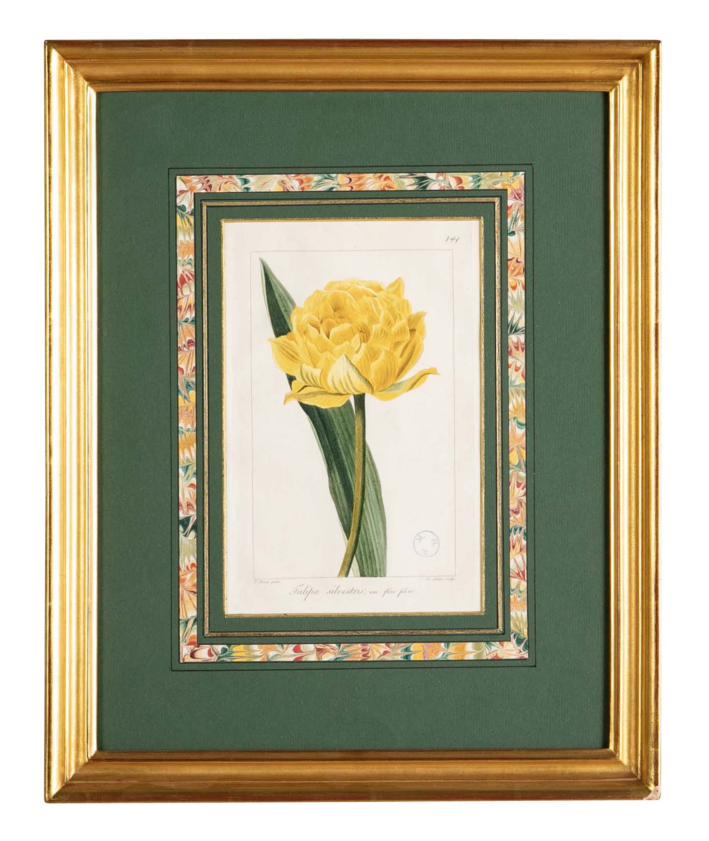 Botanical Print of a Flower by French Naturalist Painter Pancrace Bessa ( 1772 - 1846 )