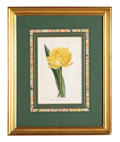 Botanical Print of a Flower by French Naturalist Painter Pancrace Bessa ( 1772 - 1846 )