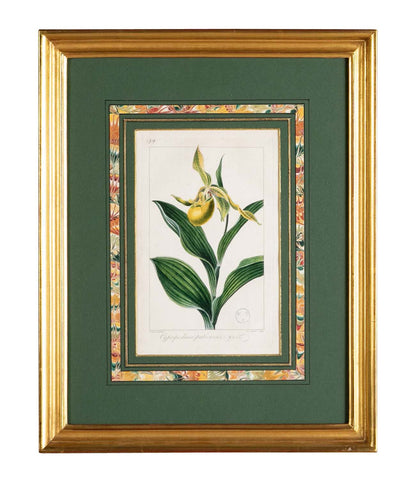 Botanical Print of a Flower by French Naturalist Painter Pancrace Bessa ( 1772 - 1846 )