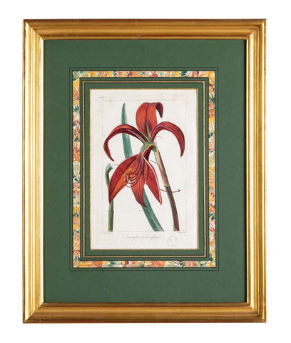 Botanical Print of a Flower by French Naturalist Painter Pancrace Bessa ( 1772 - 1846 )