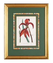 Botanical Print of a Flower by French Naturalist Painter Pancrace Bessa ( 1772 - 1846 )