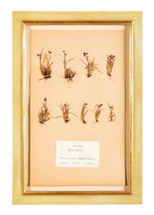 "A Collection of Dried British Grass Specimens" by W. Curtis & W. Salisbury