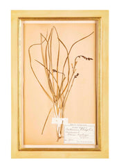 "A Collection of Dried British Grass Specimens" by W. Curtis & W. Salisbury