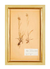 "A Collection of Dried British Grass Specimens" by W. Curtis & W. Salisbury