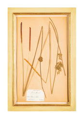 "A Collection of Dried British Grass Specimens" by W. Curtis & W. Salisbury