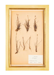 "A Collection of Dried British Grass Specimens" by W. Curtis & W. Salisbury