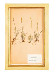 "A Collection of Dried British Grass Specimens" by W. Curtis & W. Salisbury
