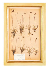 "A Collection of Dried British Grass Specimens" by W. Curtis & W. Salisbury