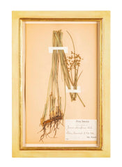 "A Collection of Dried British Grass Specimens" by W. Curtis & W. Salisbury