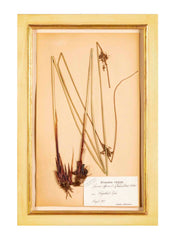 "A Collection of Dried British Grass Specimens" by W. Curtis & W. Salisbury