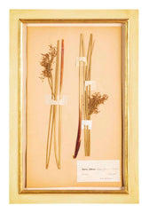 "A Collection of Dried British Grass Specimens" by W. Curtis & W. Salisbury