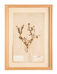 "A Collection of Dried British Grass Specimens" by W. Curtis & W. Salisbury
