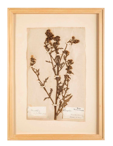 "A Collection of Dried British Grass Specimens" by W. Curtis & W. Salisbury