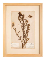 "A Collection of Dried British Grass Specimens" by W. Curtis & W. Salisbury