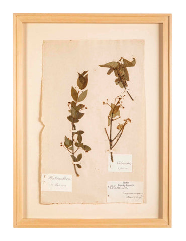 "A Collection of Dried British Grass Specimens" by W. Curtis & W. Salisbury