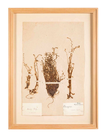 "A Collection of Dried British Grass Specimens" by W. Curtis & W. Salisbury