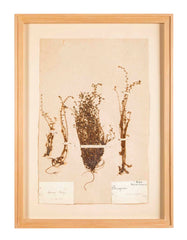 "A Collection of Dried British Grass Specimens" by W. Curtis & W. Salisbury