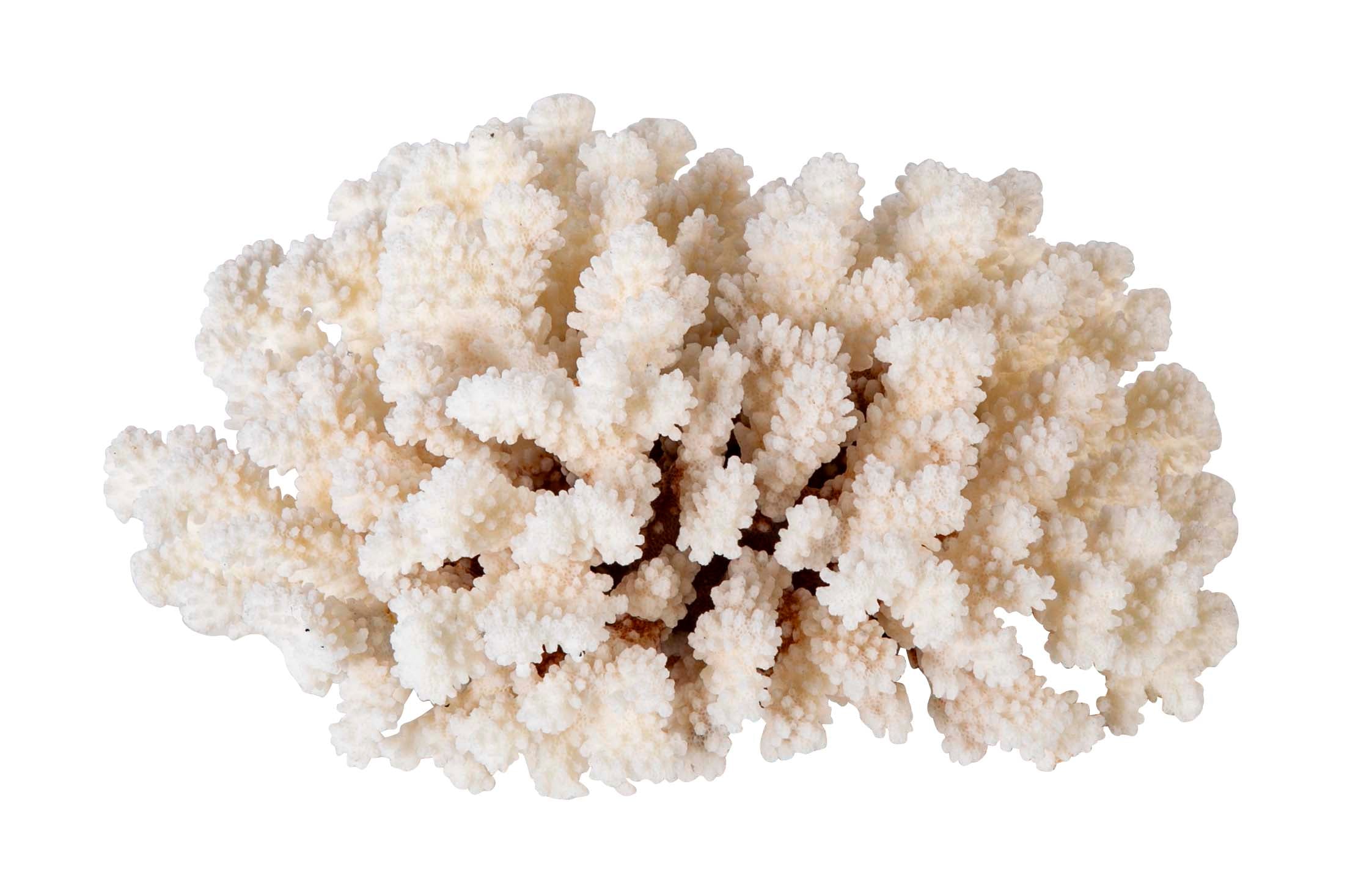 White Cauliflower Form Coral