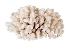White Cauliflower Form Coral
