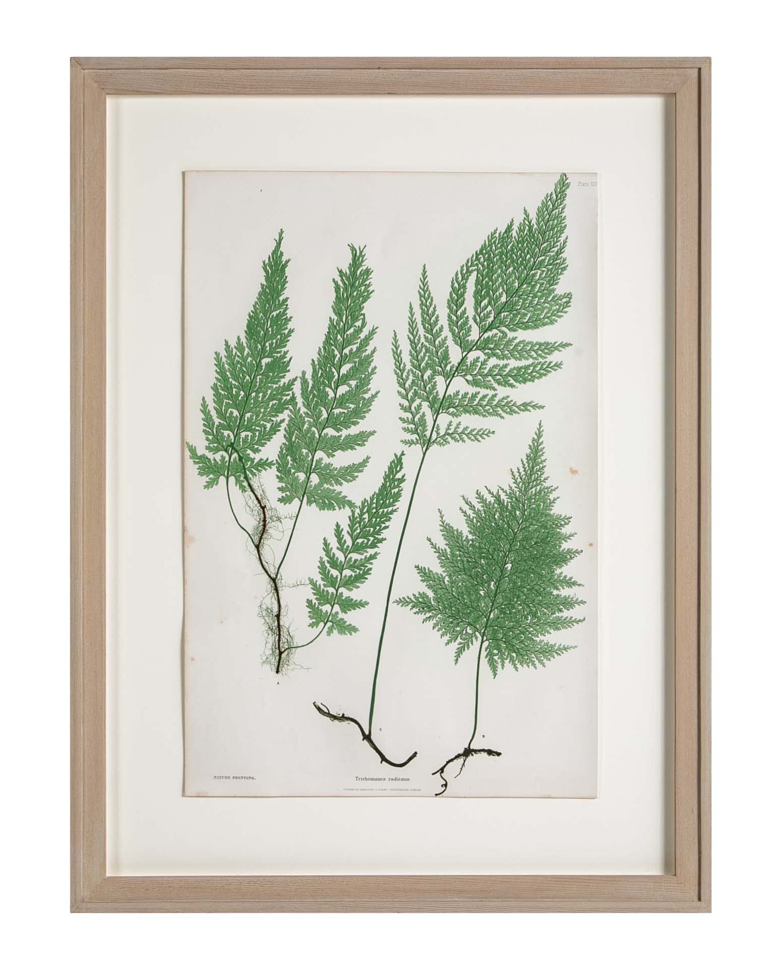 Thomas Moore Print from "The Ferns of Great Britain and Ireland" in Custom Cedar Frame